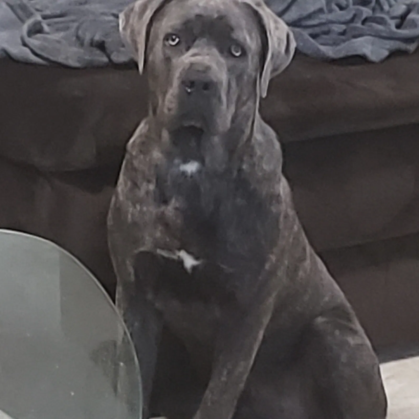 Lost dog in Capitol Heights, MD, 20743
