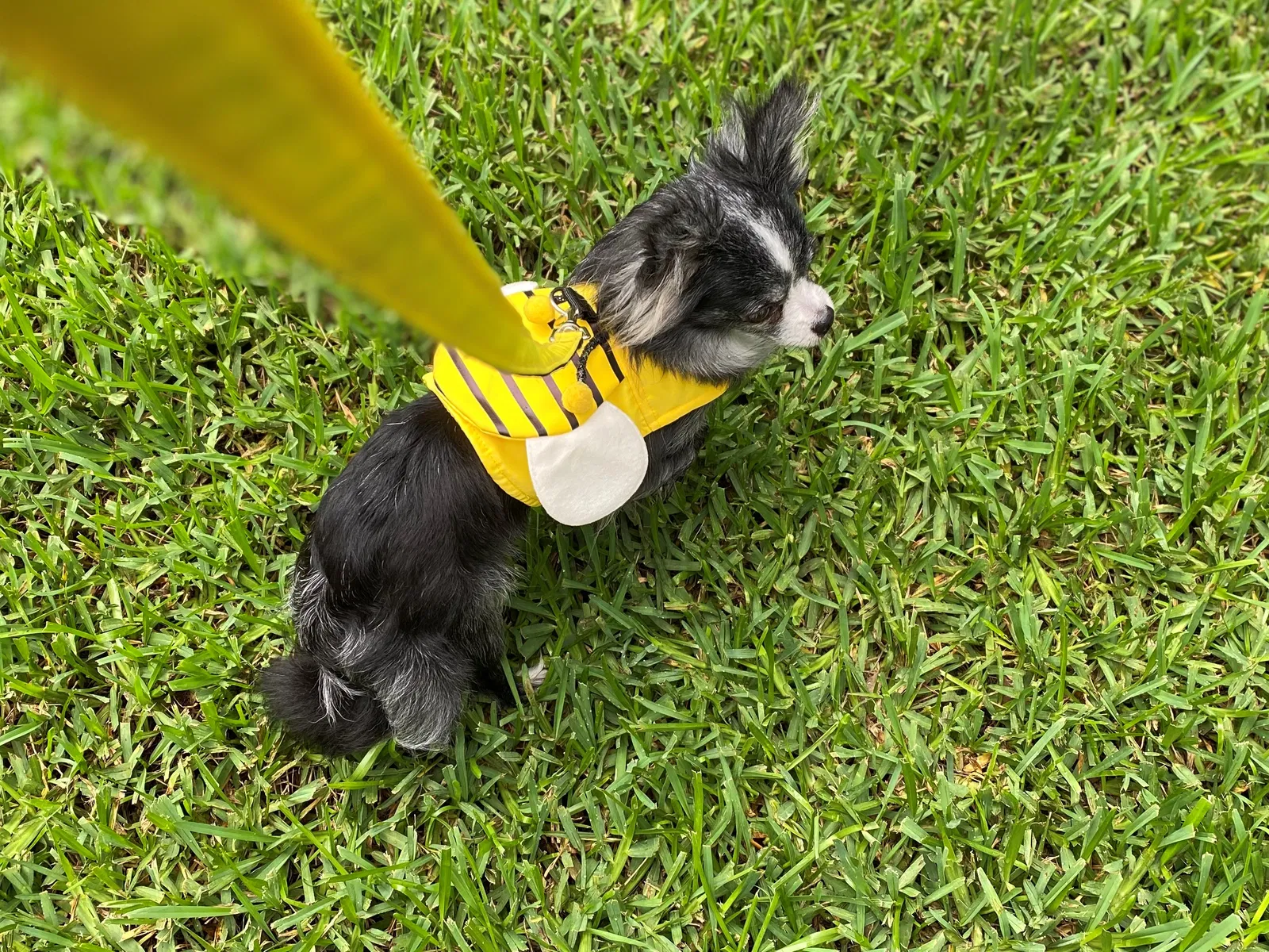 Lost dog in Jacksonville, FL, 32205