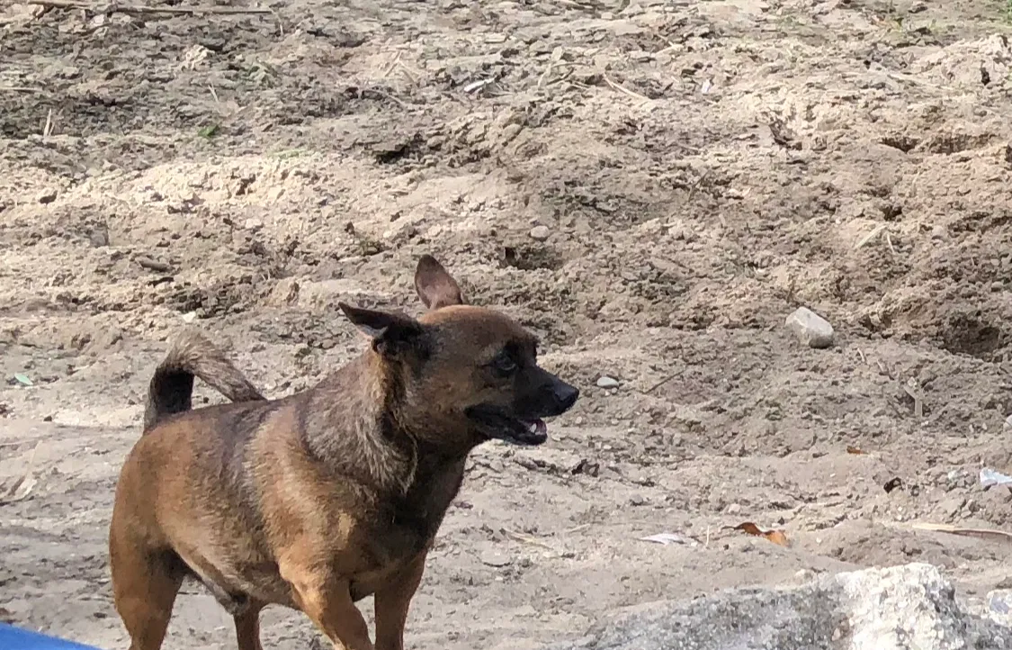 Lost dog in Los Angeles, CA, 90043