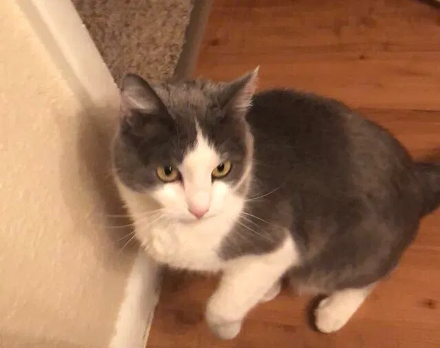 Lost cat in Aurora, CO, 80012