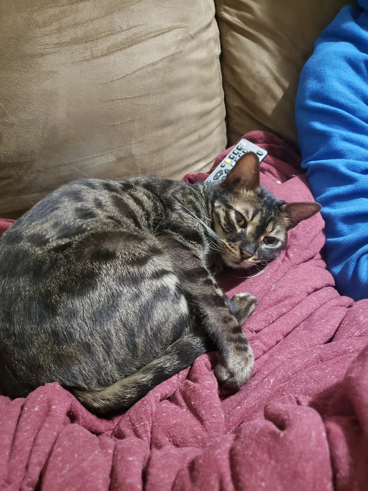 Lost cat in San Diego, CA, 92113