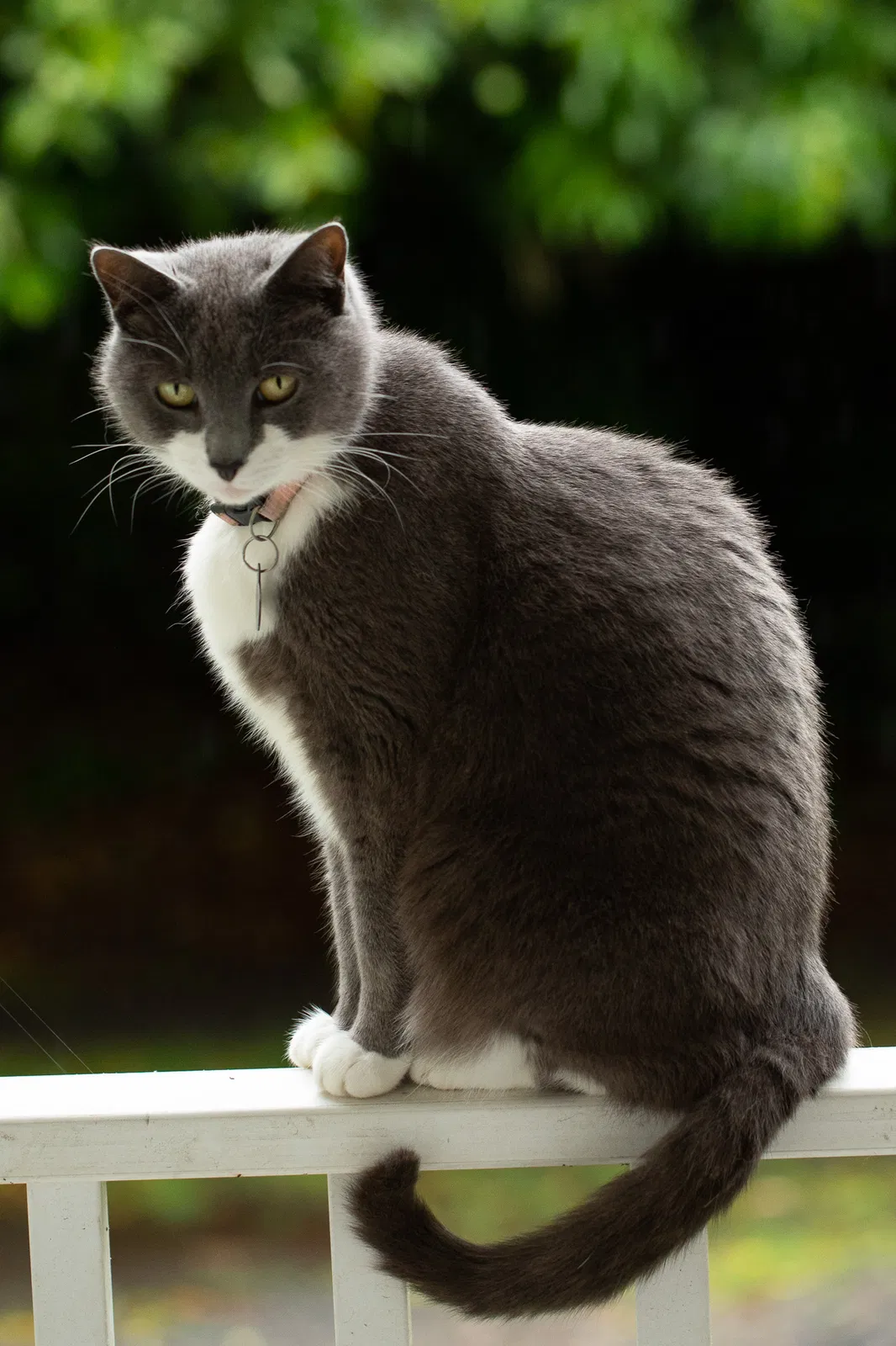 Lost cat in Dunedin, FL, 34698