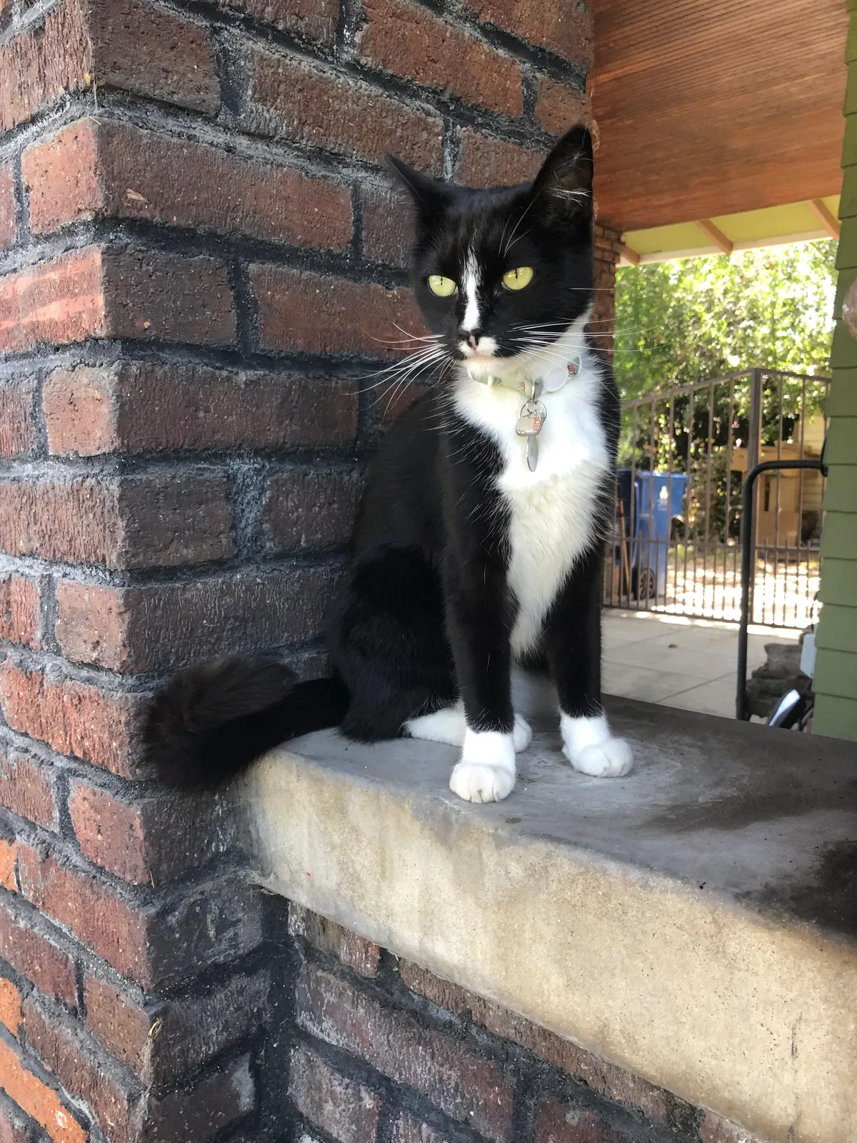 Lost cat in Los Angeles, CA, 90004