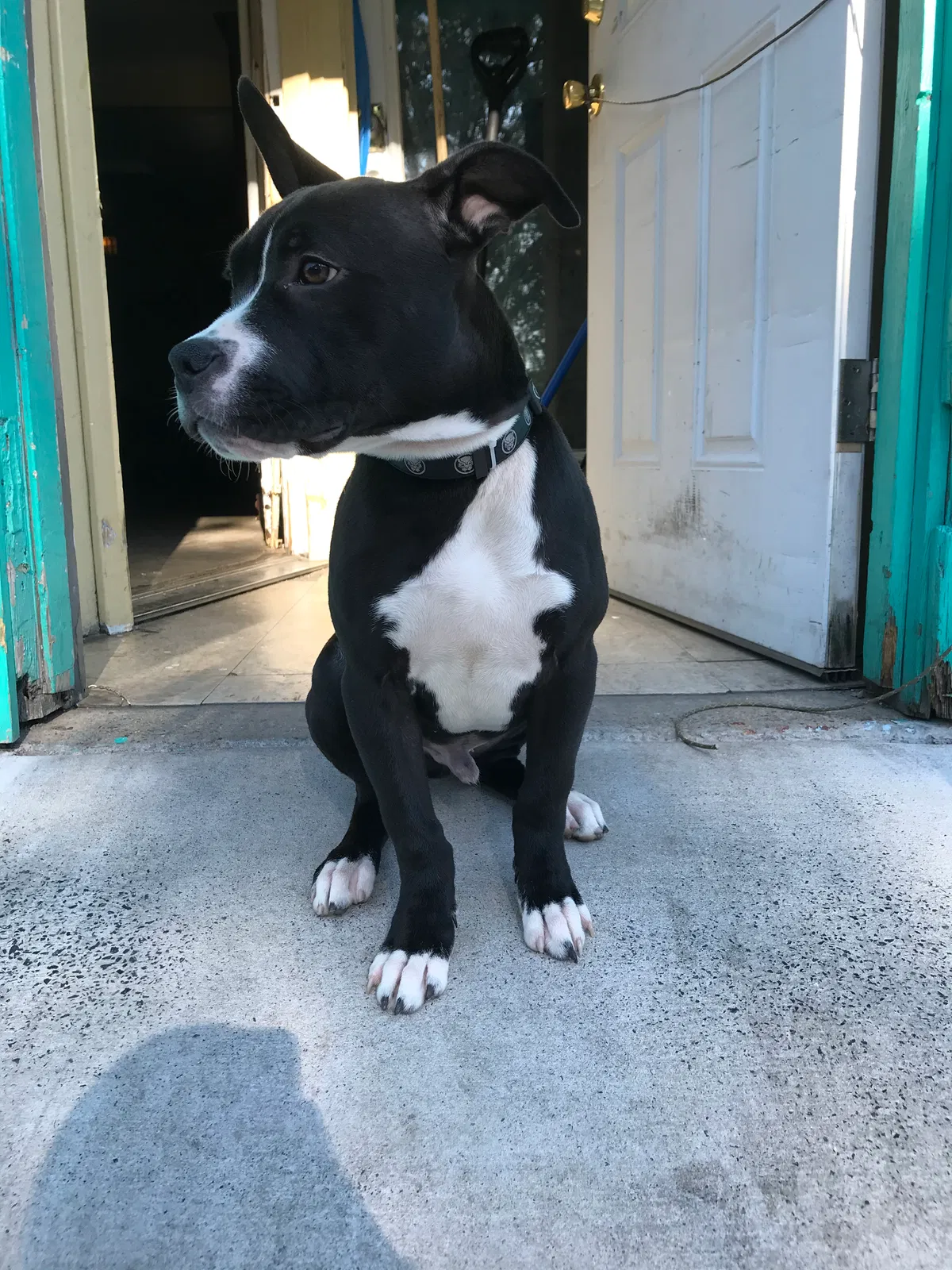 Lost dog in Oaklyn, NJ, 8107