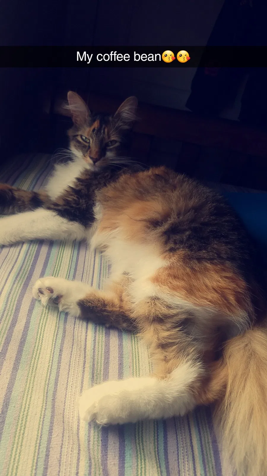 Lost cat in Chesapeake, VA, 23324
