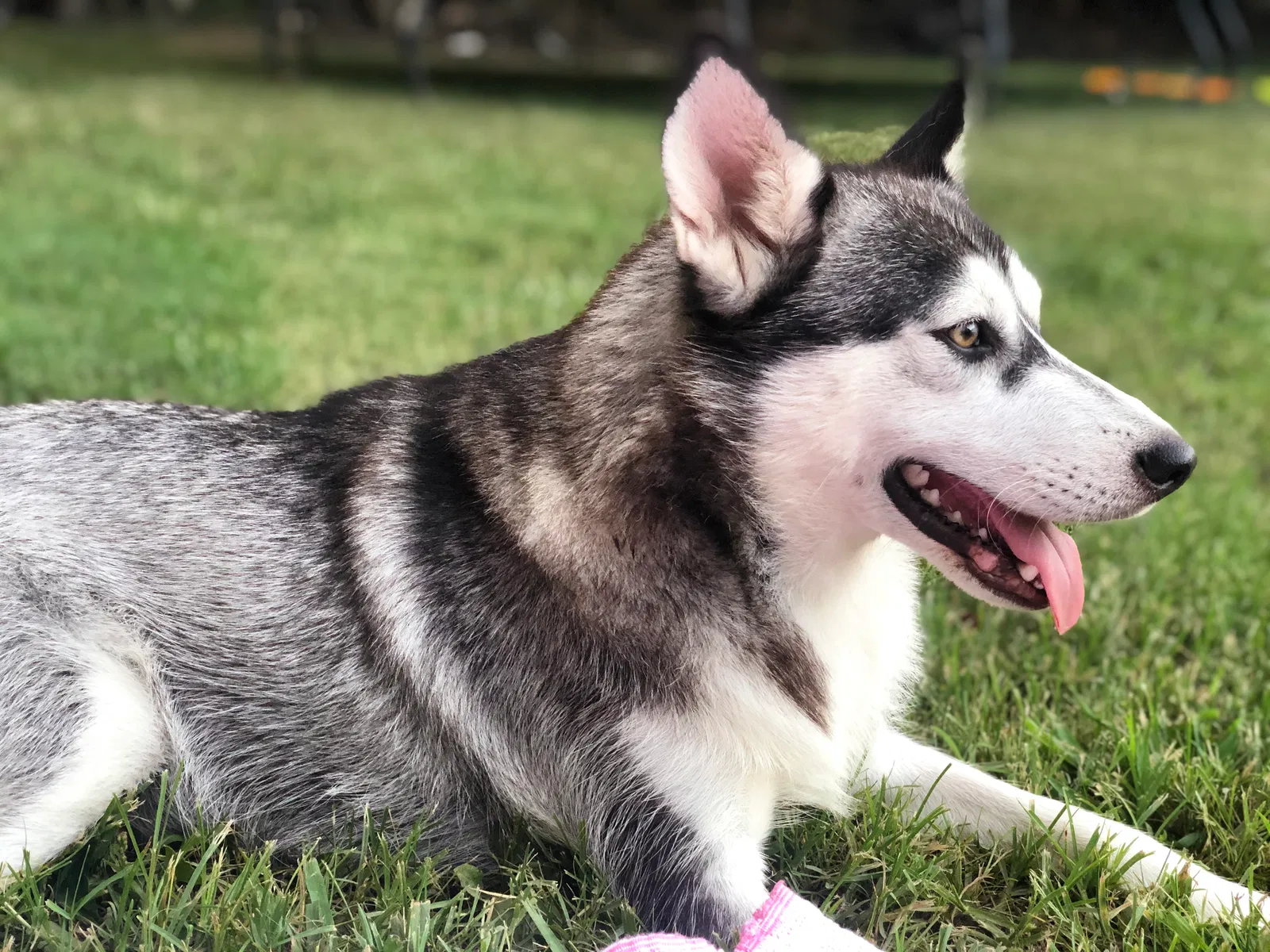 Lost dog in Memphis, TN, 38111