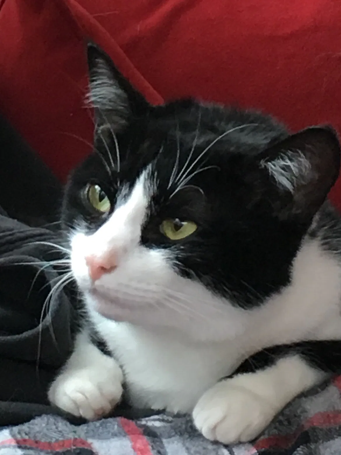 Lost cat in Kennesaw, GA, 30144
