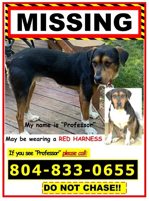 Lost dog in Richmond, VA, 23227