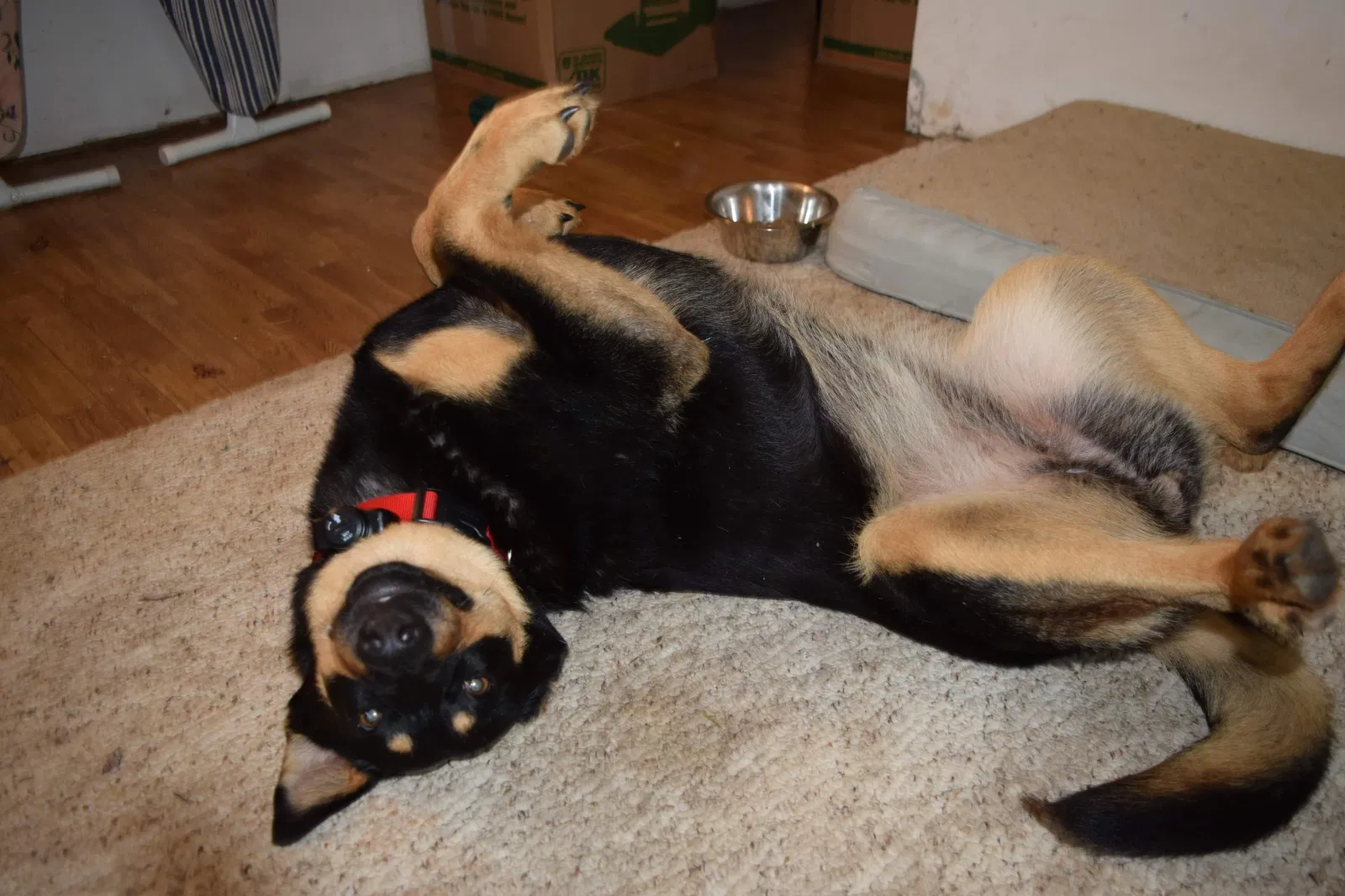 Lost dog in Knoxville, TN, 37917