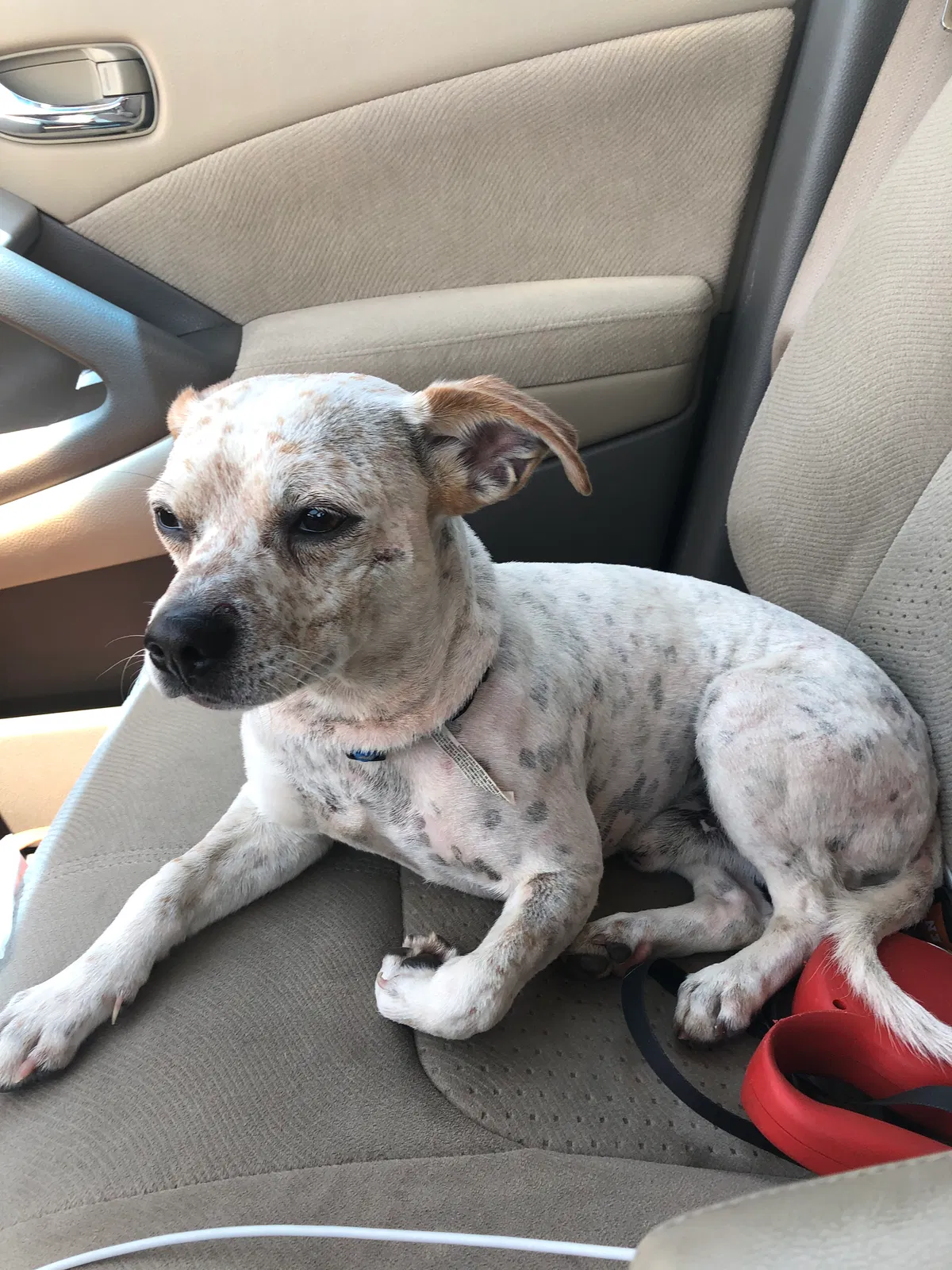 Lost dog in Fort Worth, TX, 76115