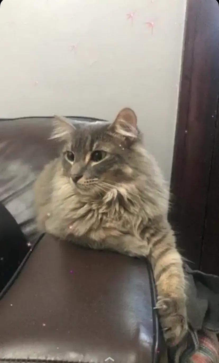 Lost cat in Milwaukee, WI, 53212