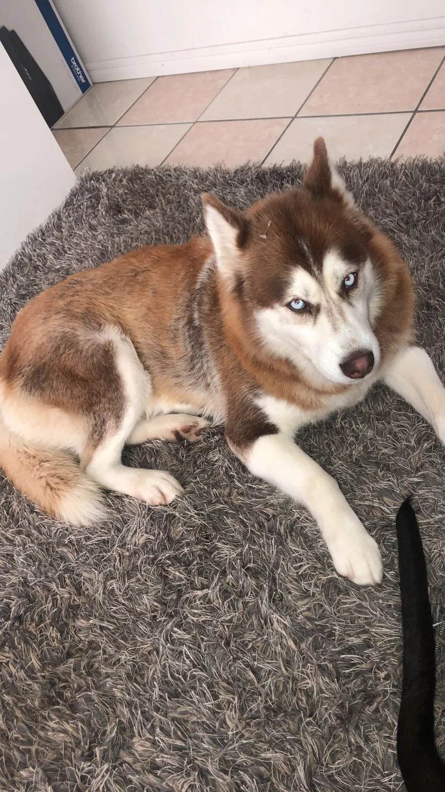 Lost dog in Sacramento, CA, 95823