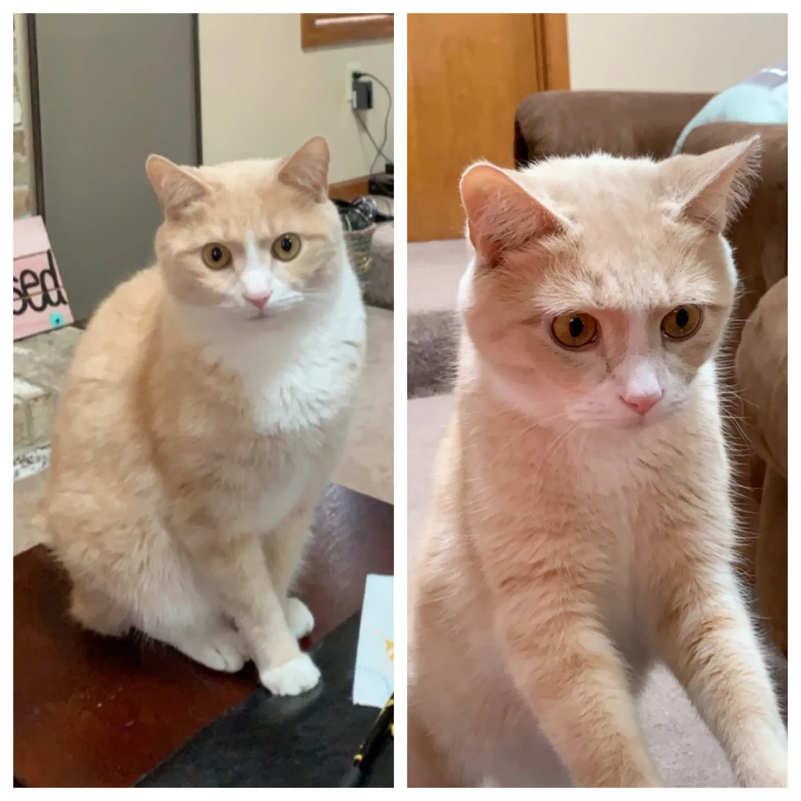 Lost cat in Mc Kees Rocks, PA, 15136