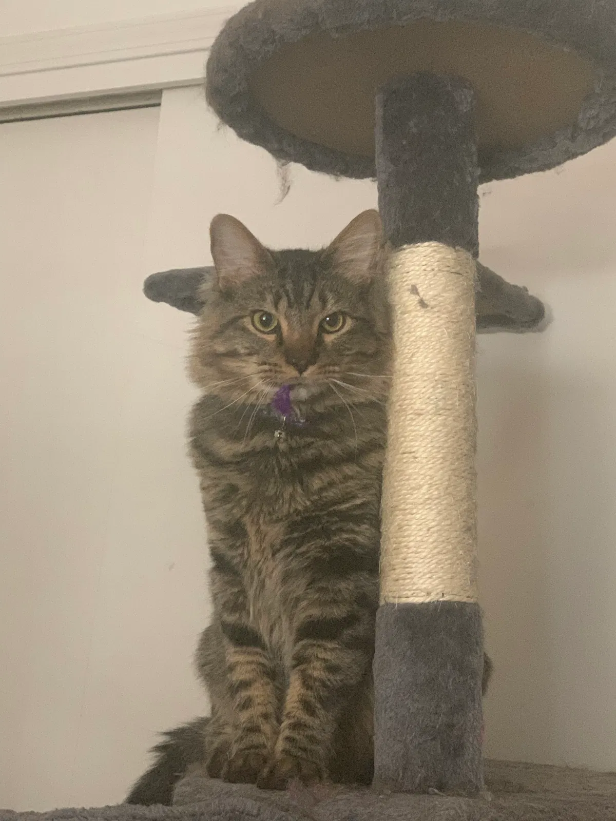 Lost cat in Albuquerque, NM, 87120