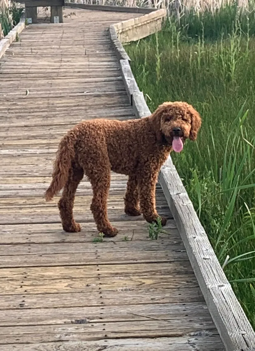 Lost dog in Heber City, UT, 84032