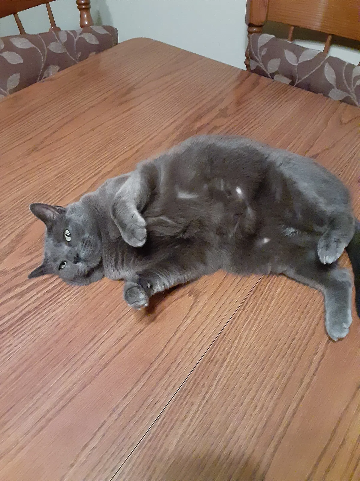 Lost cat in Ridley Park, PA, 19078