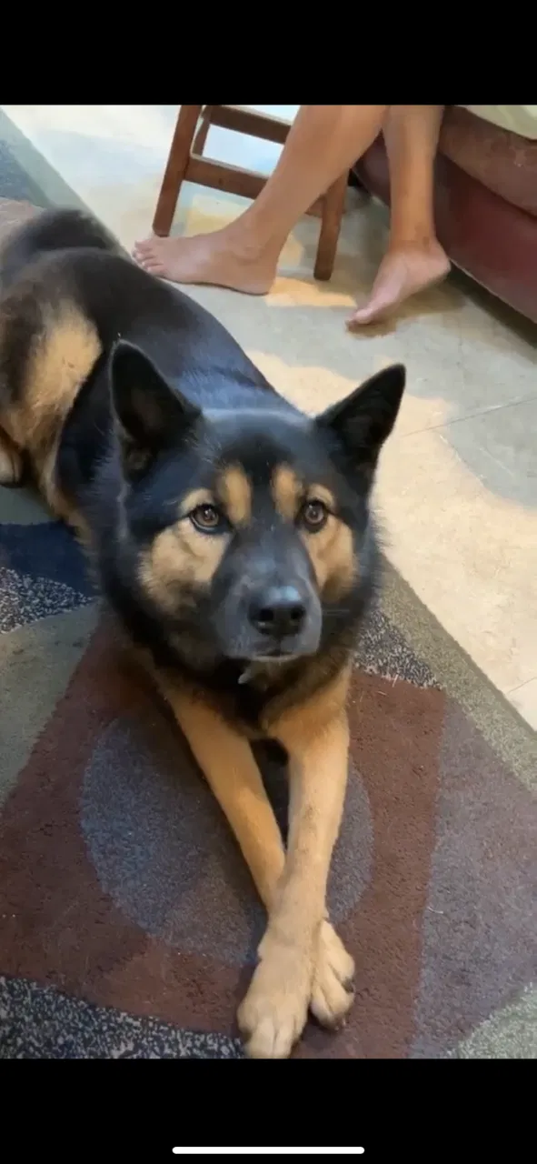 Lost dog in Santa Ana, CA, 92705