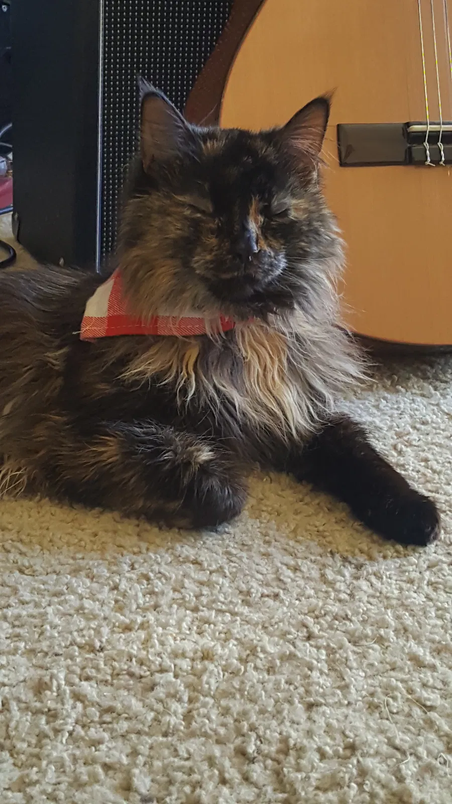Lost cat in Mission Viejo, CA, 92692