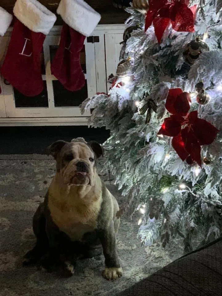 Lost dog in De Berry, TX, 75639