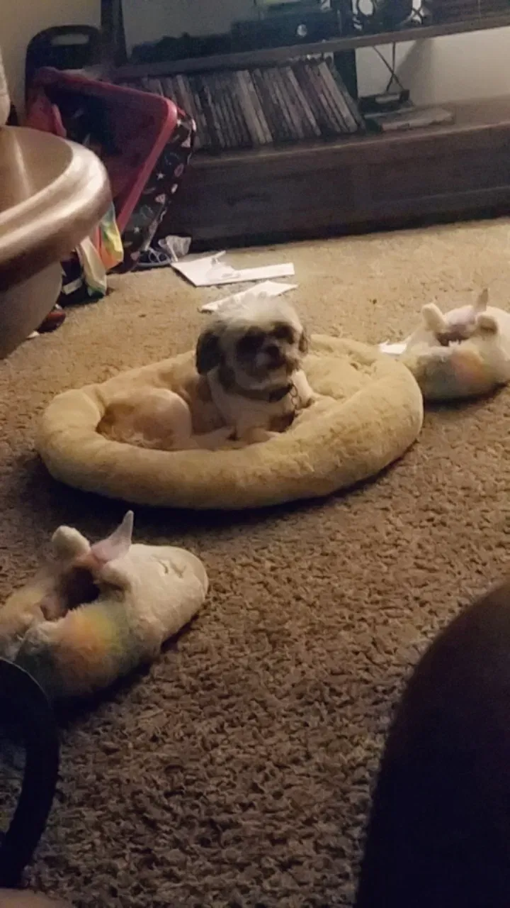 Lost dog in Pensacola, FL, 32514