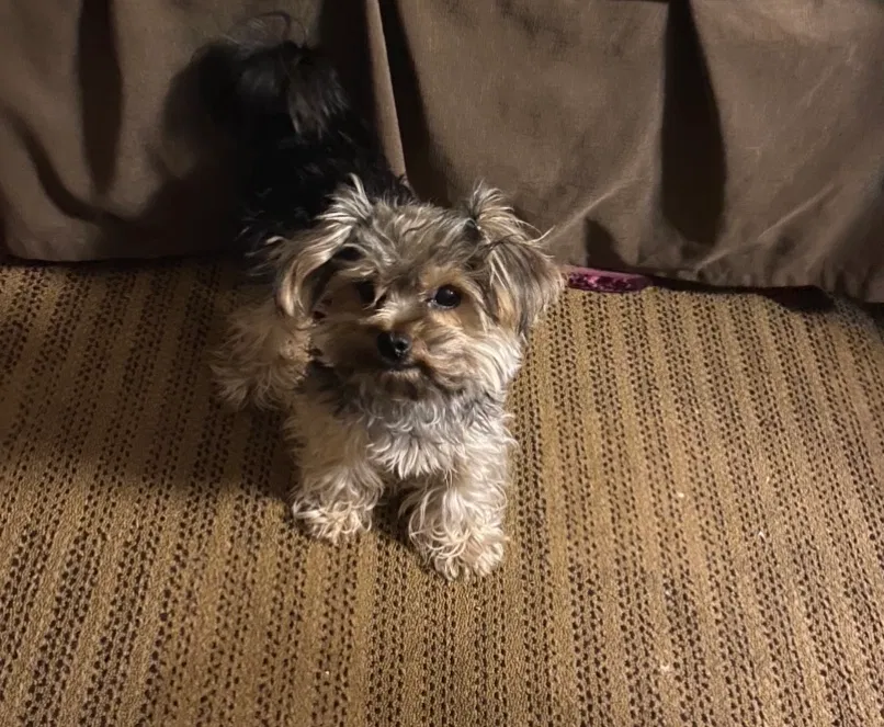 Lost dog in Antioch, CA, 94531