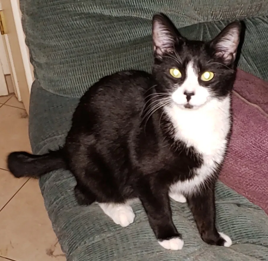 Lost cat in Tucson, AZ, 85705