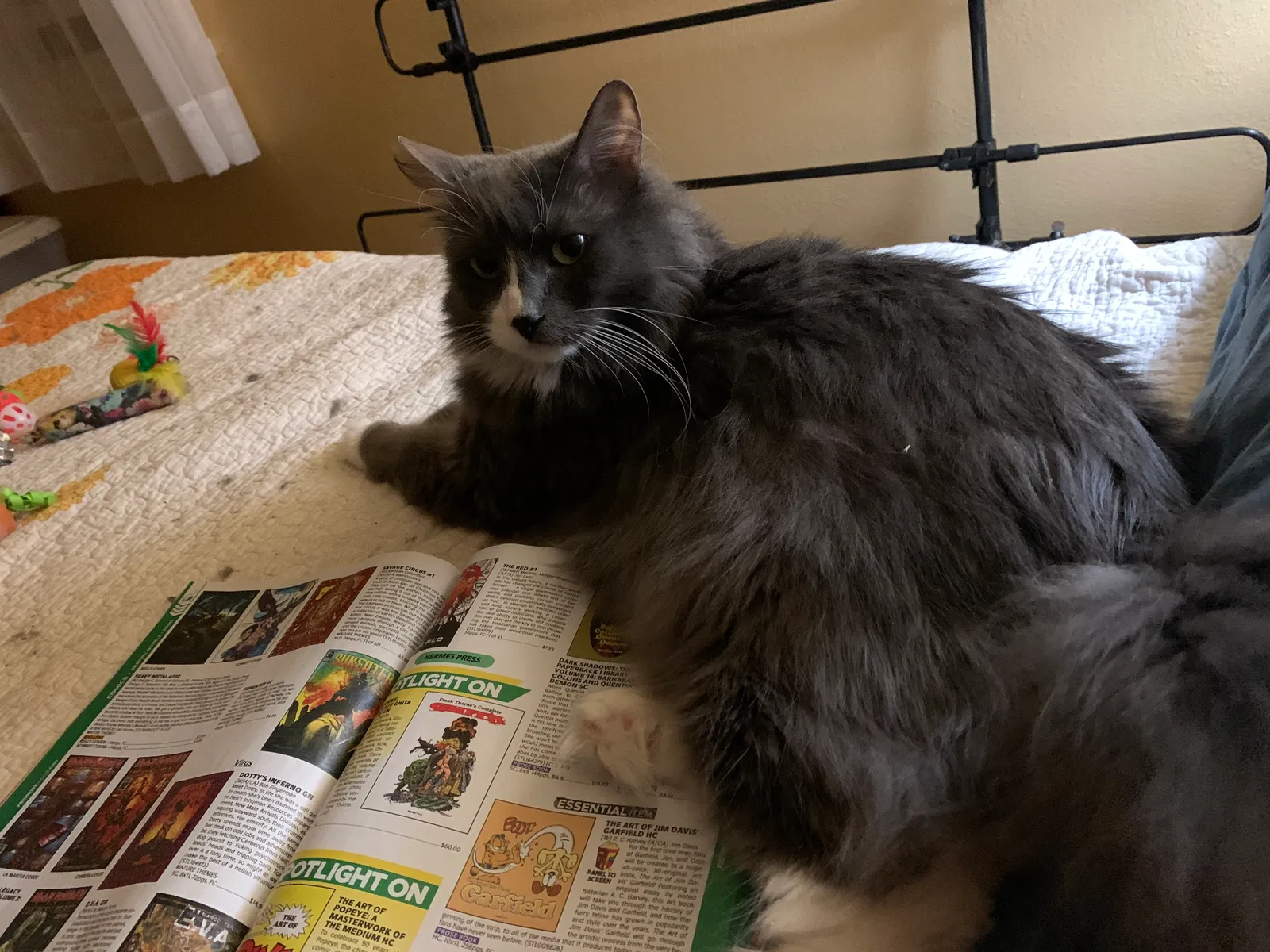 Lost cat in Everett, WA, 98203