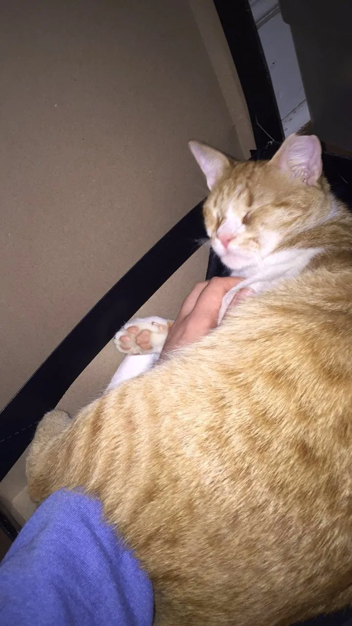 Lost cat in Atglen, PA, 19310