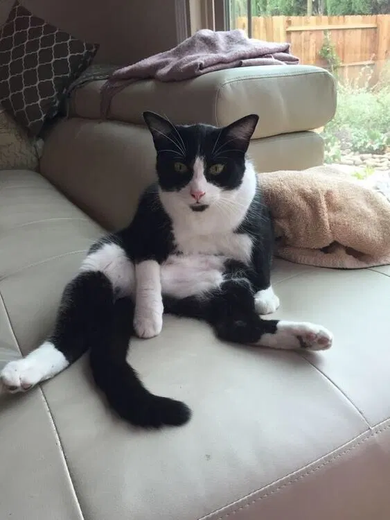Lost cat in Dunedin, FL, 34698