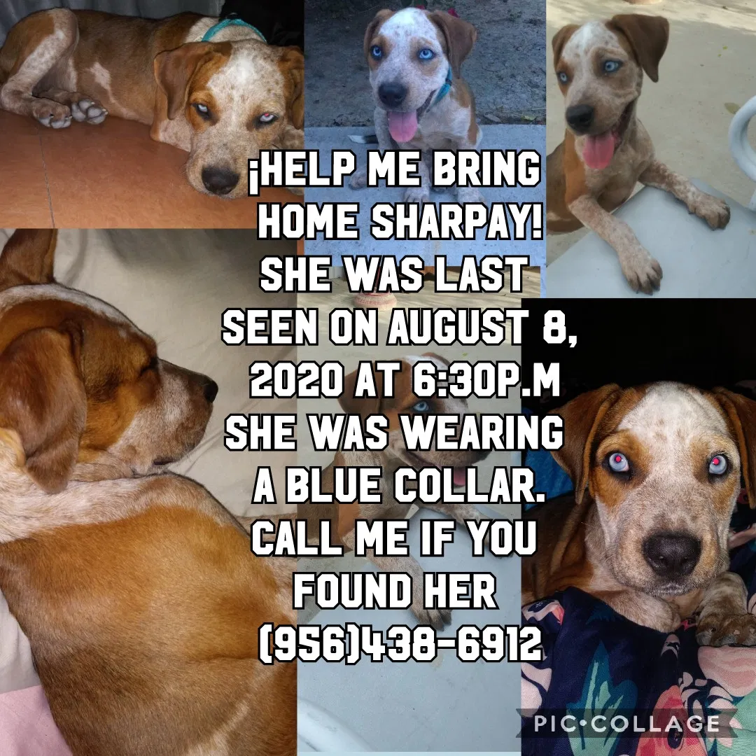 Lost dog in Hidalgo, TX, 78557