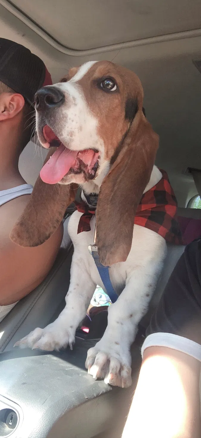 Lost dog in Albuquerque, NM, 87108