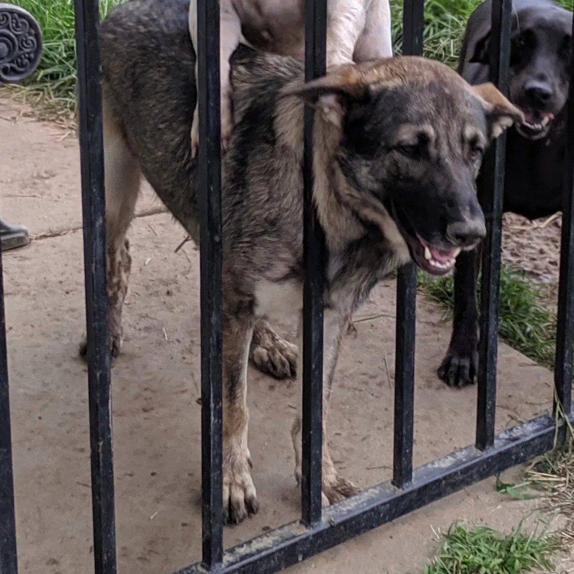 Lost dog in Catoosa, OK, 74015