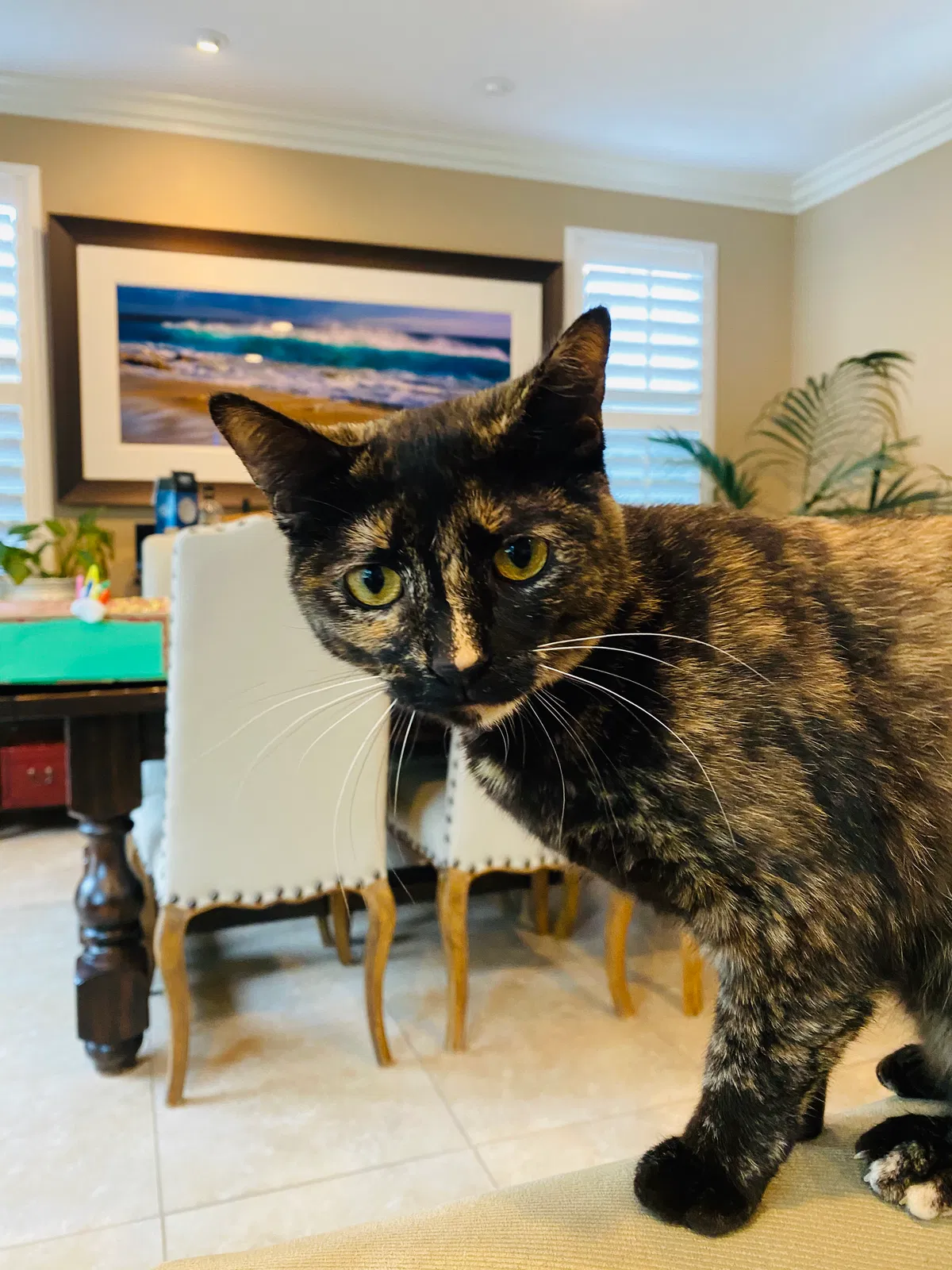 Lost cat in Carlsbad, CA, 92010