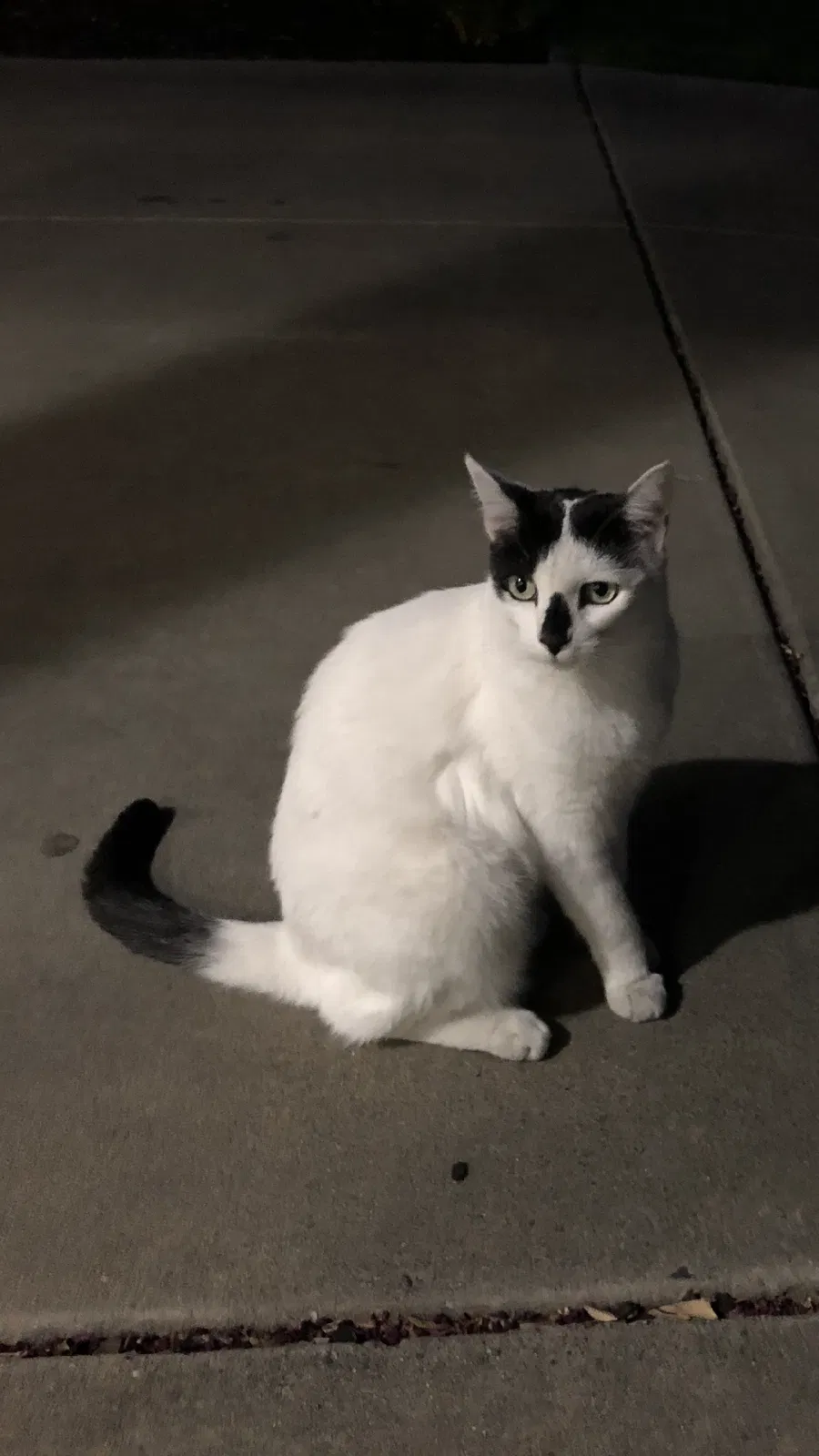 Lost cat in Rocklin, CA, 95765