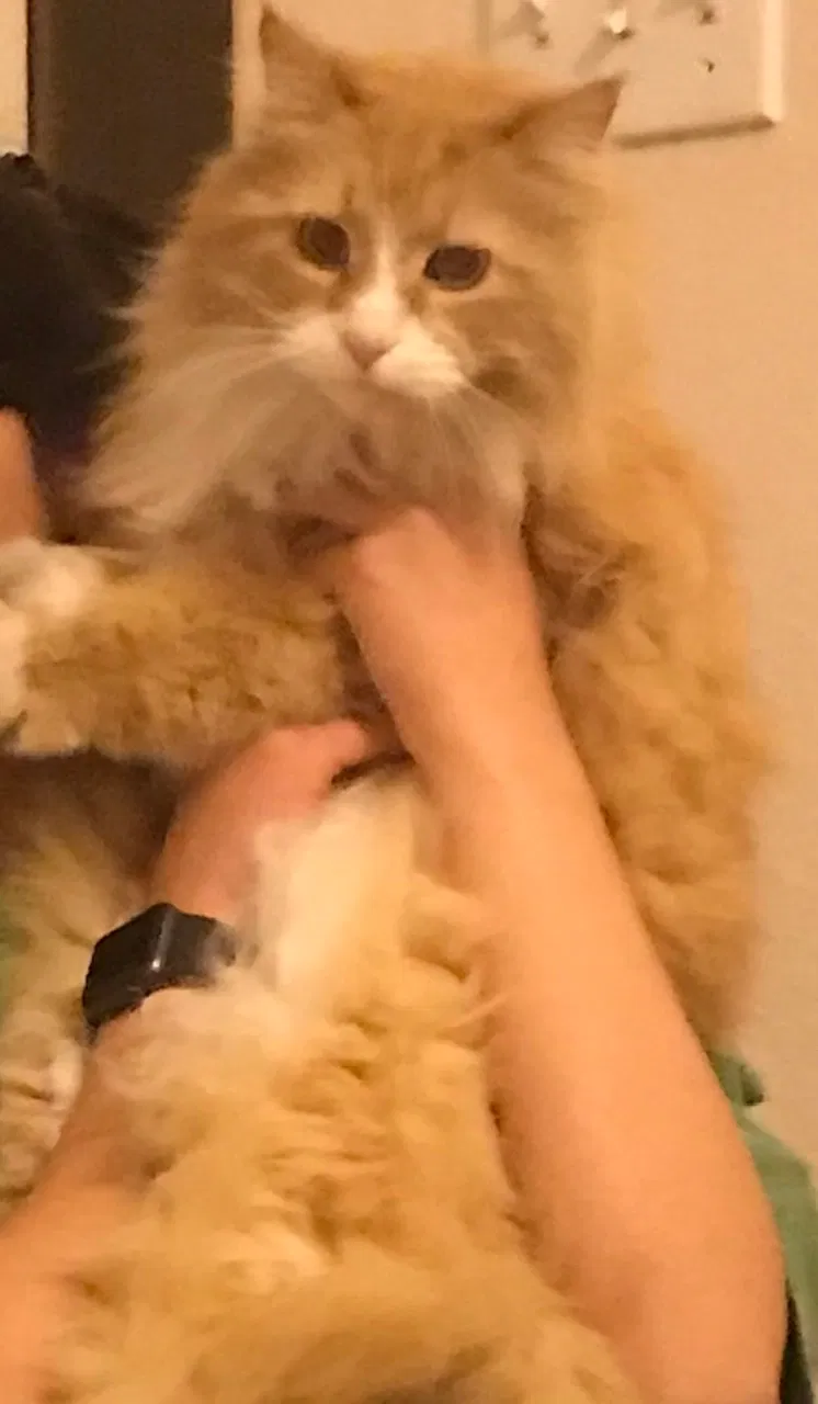 Lost cat in Camarillo, CA, 93012