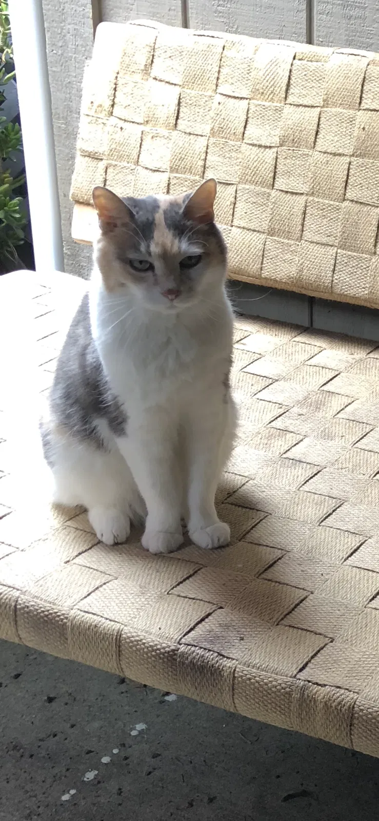 Lost cat in Walnut Creek, CA, 94597