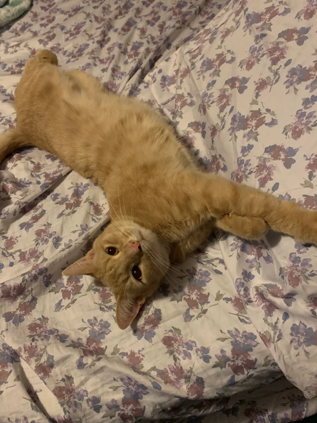 Lost cat in Grand Rapids, MI, 49504