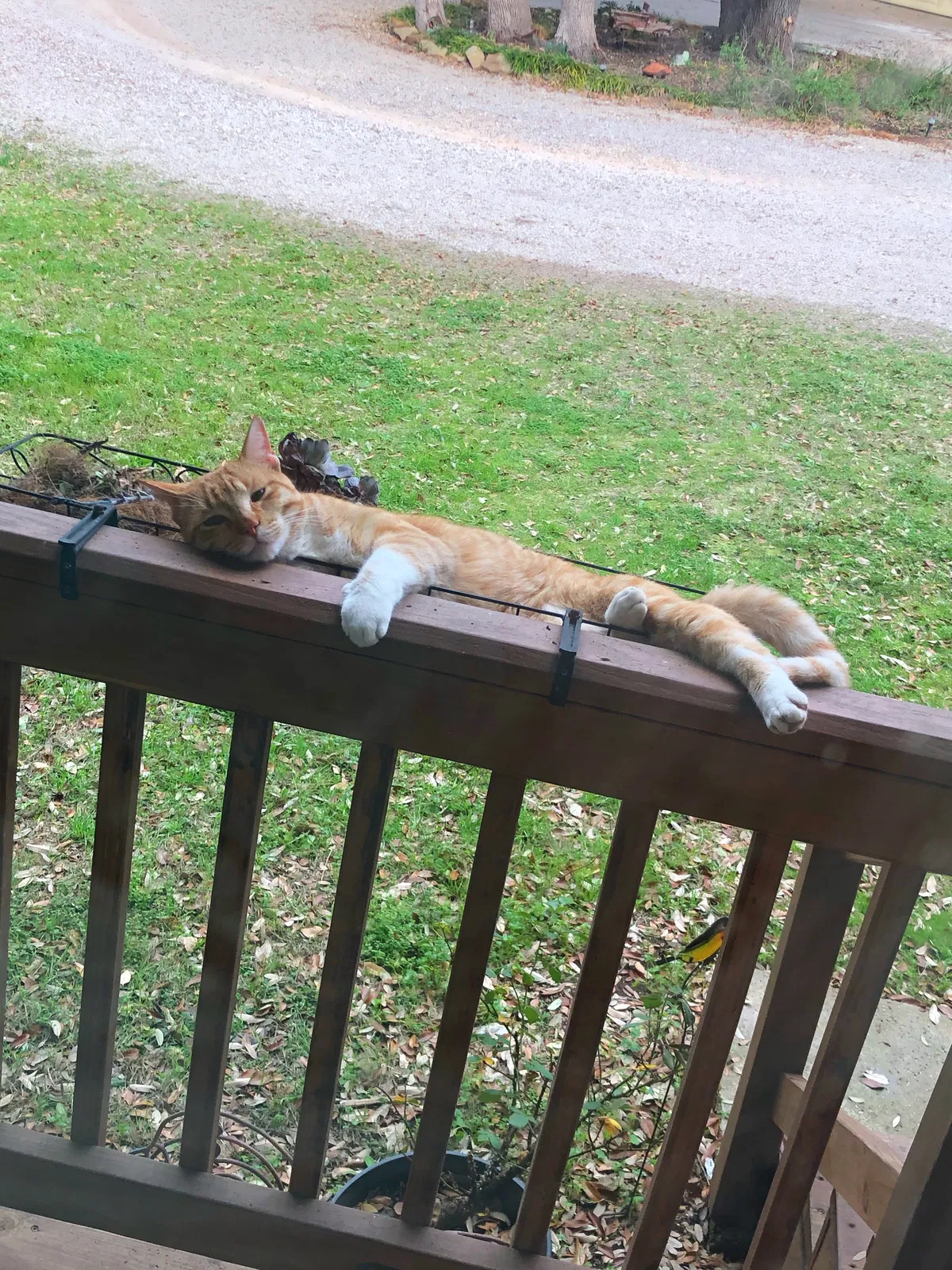 Lost cat in Round Rock, TX, 78664