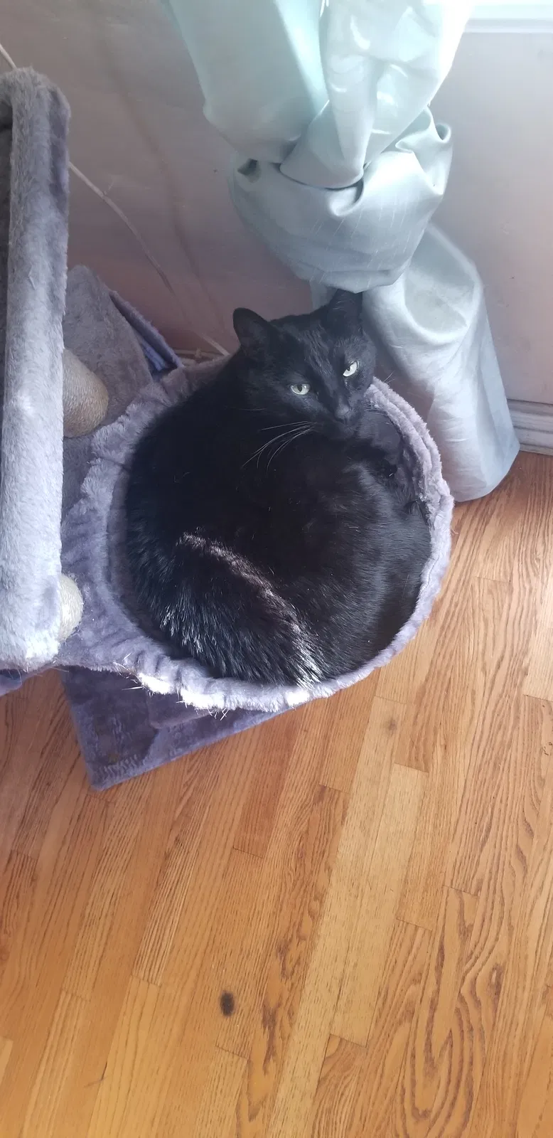 Lost cat in Los Angeles, CA, 90048