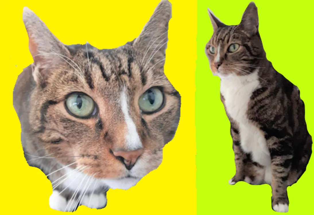 Lost cat in Tacoma, WA, 98407