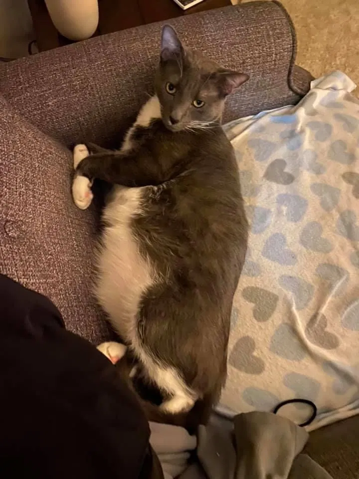 Lost cat in Puyallup, WA, 98372