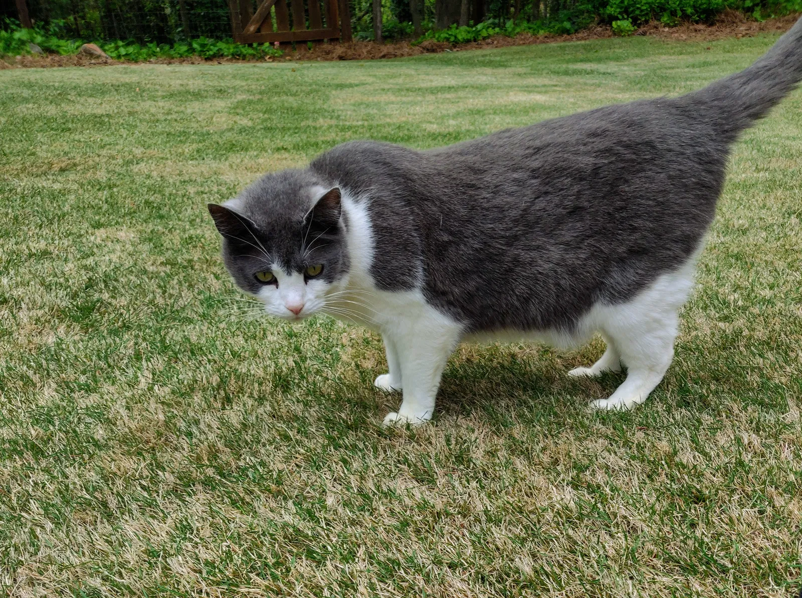 Lost cat in Marietta, GA, 30062