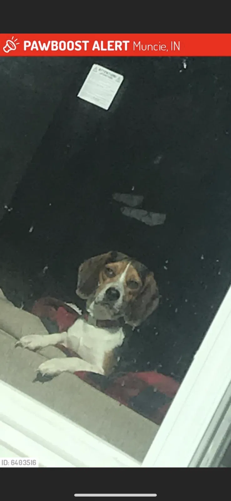 Lost dog in Muncie, IN, 47303