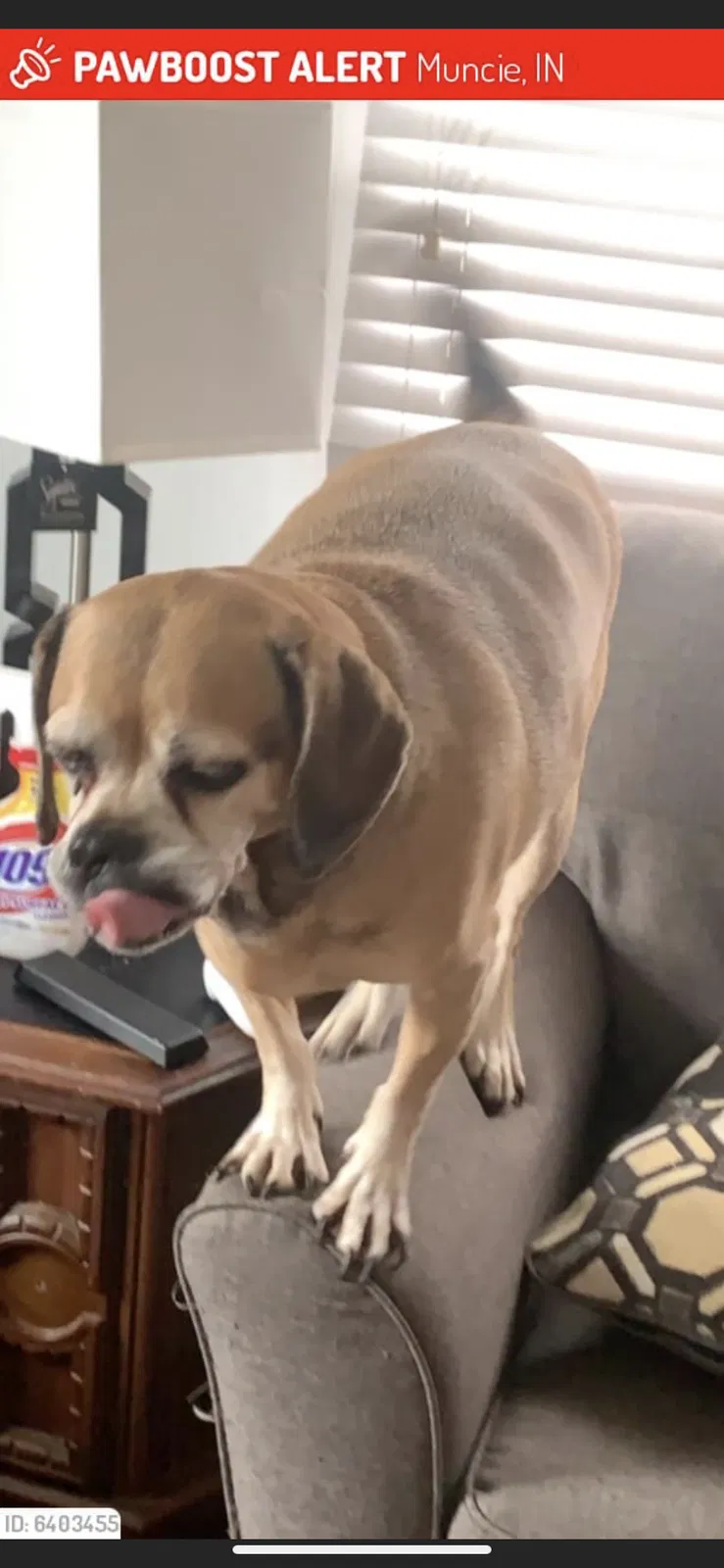 Lost dog in Muncie, IN, 47303