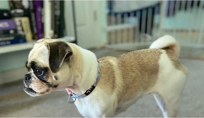 Lost dog in Smyrna, DE, 19977