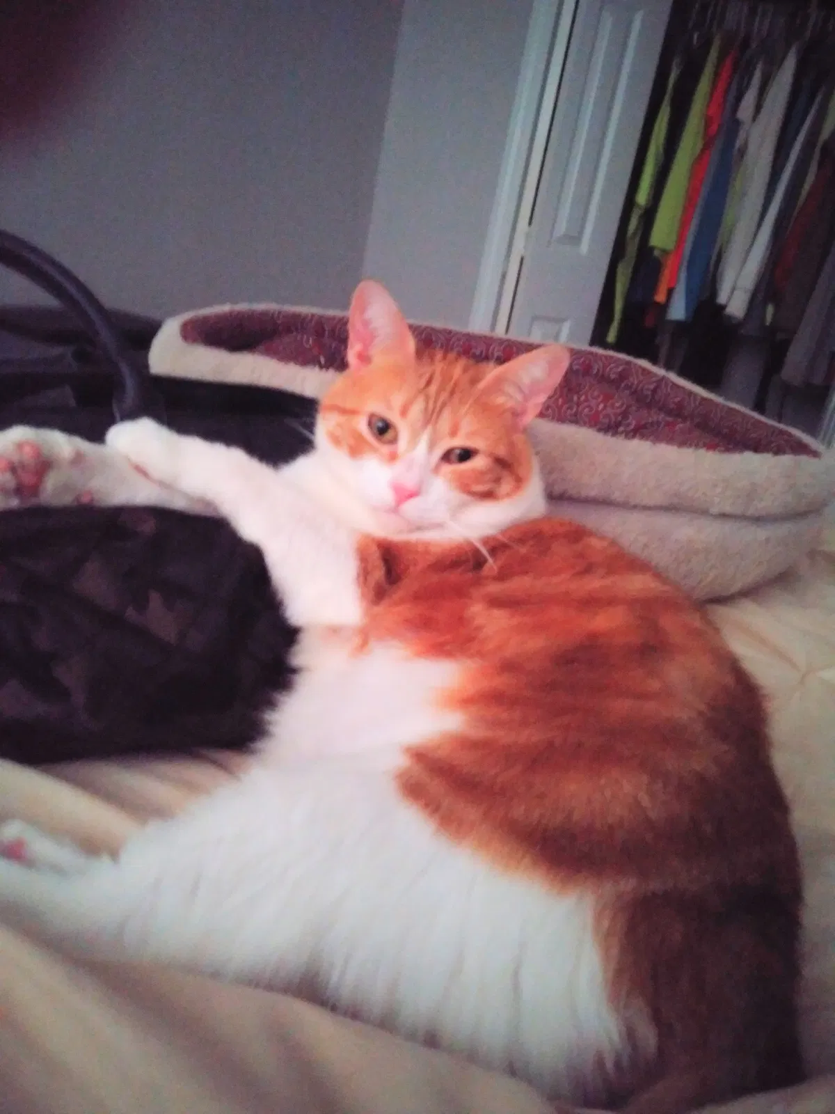 Lost cat in Cowpens, SC, 29330