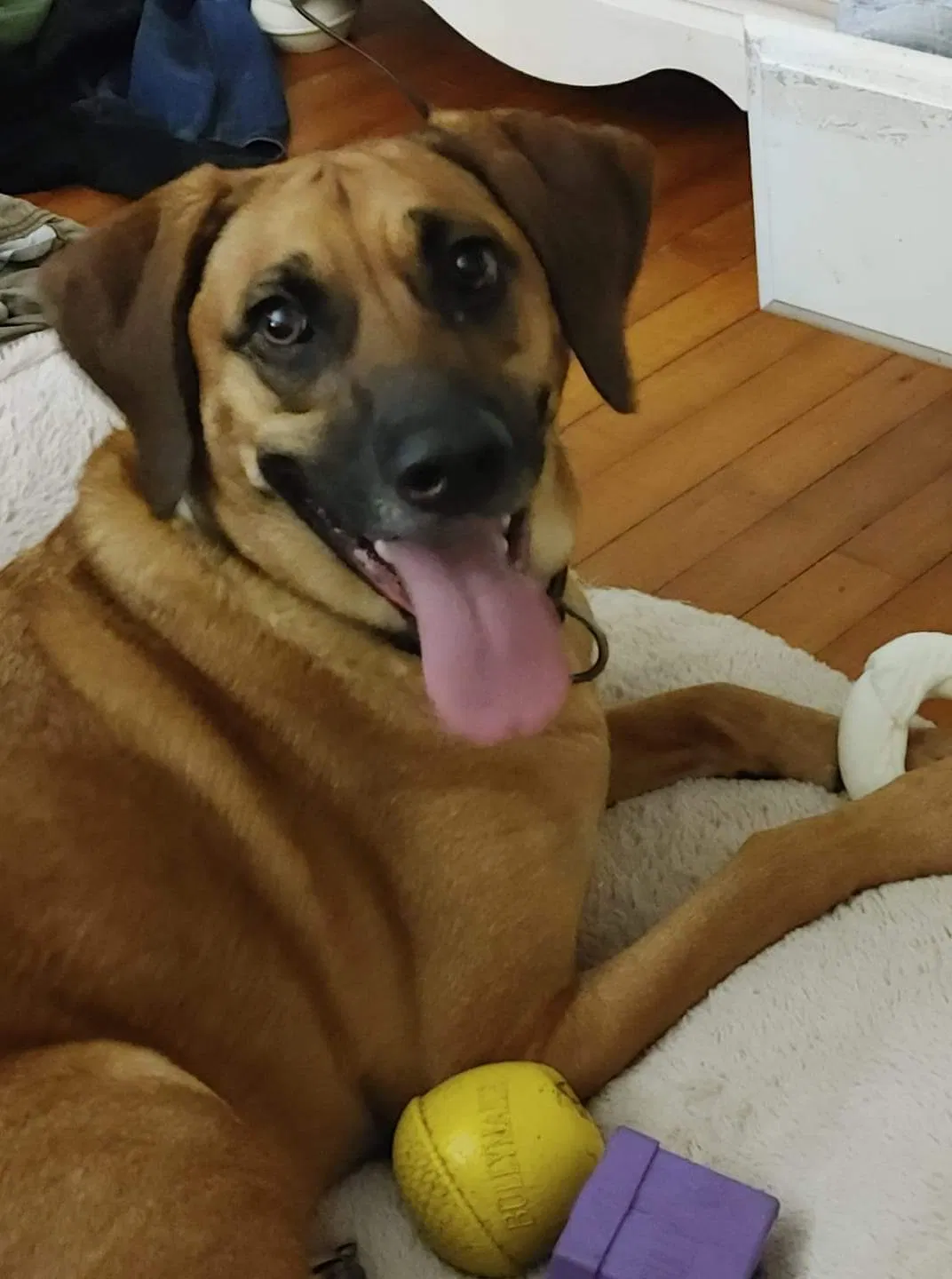Lost dog in Glendale, KY, 42740