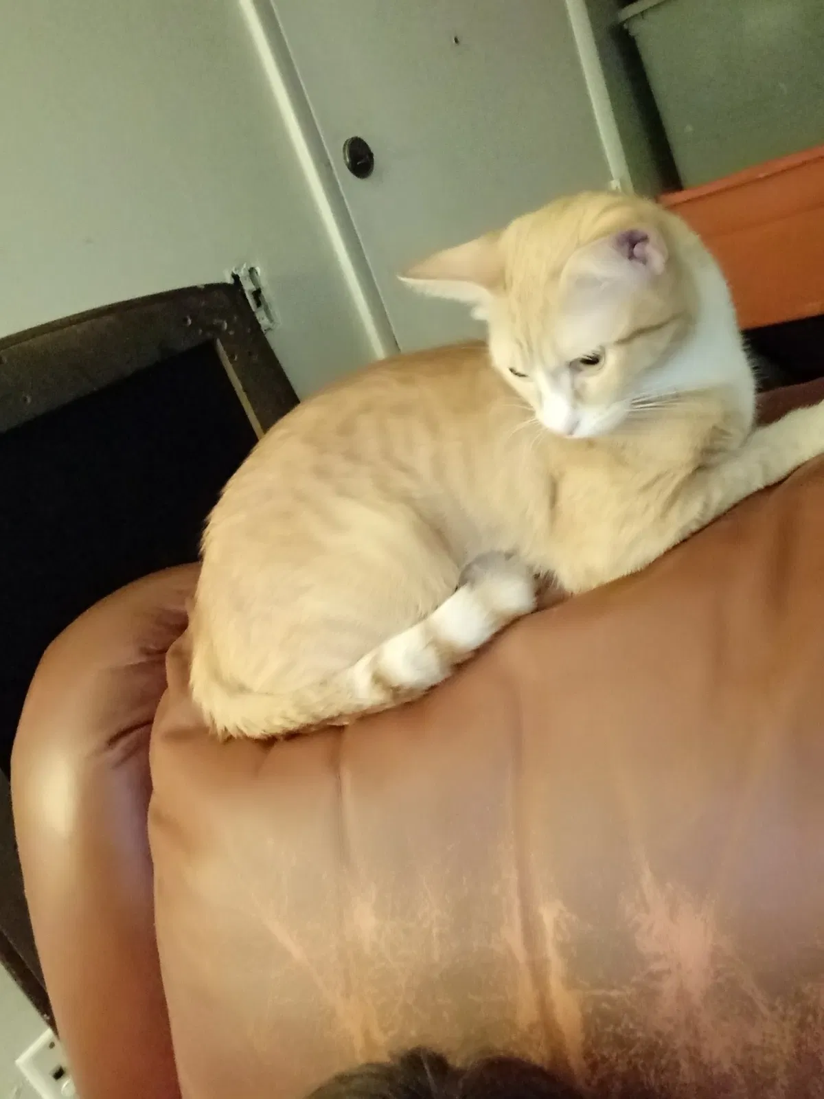Lost cat in Winston Salem, NC, 27103