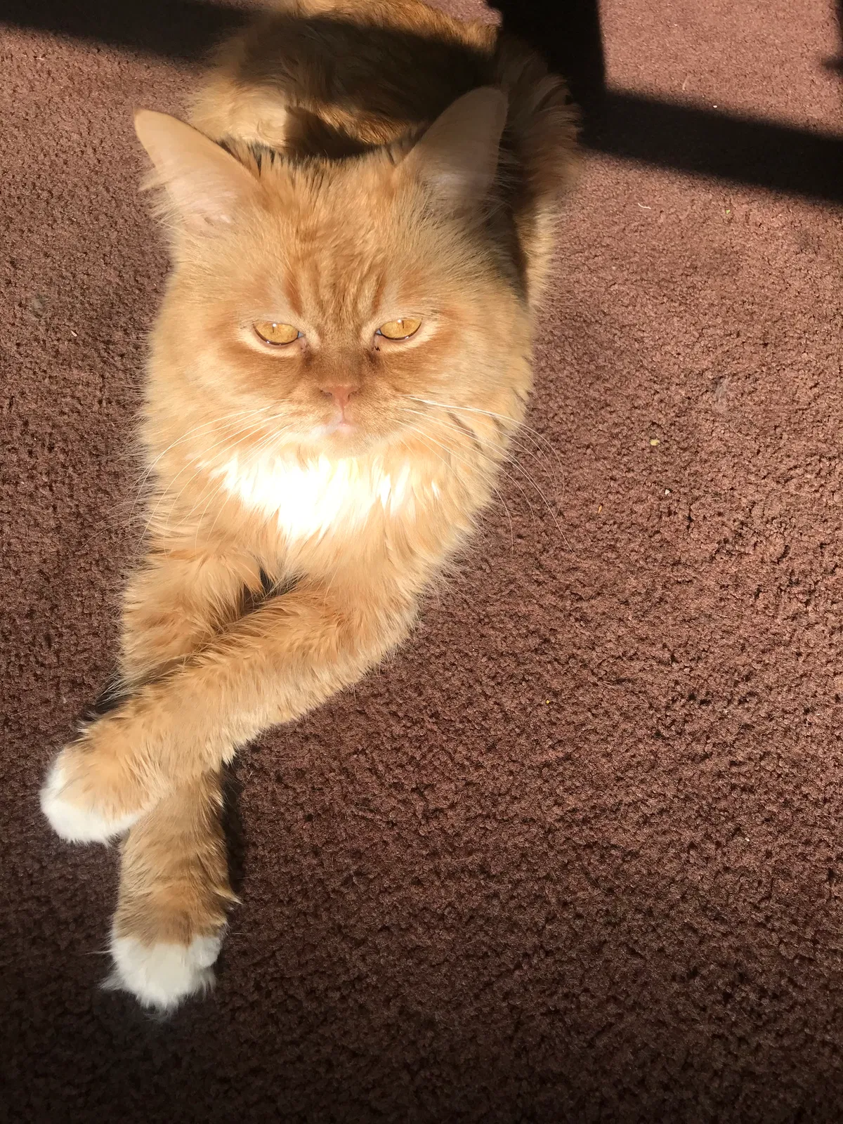 Lost cat in Evansville, WI, 53536