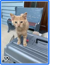 Lost cat in Hinckley, OH, 44233